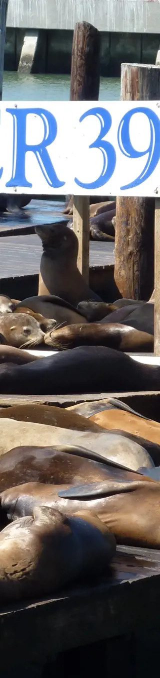Beobachte die Seelöwen an Pier 39